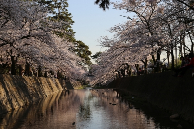 夙川の桜も満開です～◎